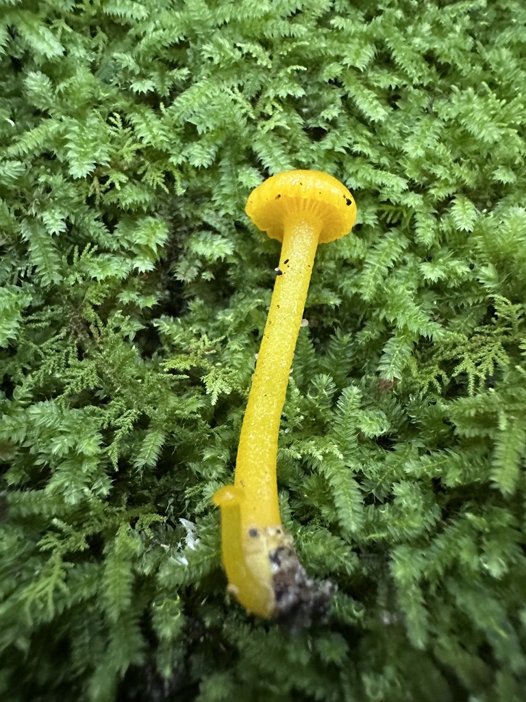 Gloioxanthomyces chromolimoneus · June 2025 · photo: © prossington (iNaturalist, cc-by)