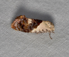 Hypertropha chlaenota