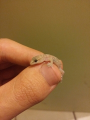 Hemidactylus turcicus