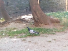 Columba livia domestica