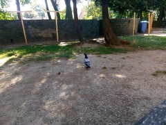 Columba livia domestica