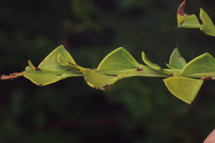 Acacia trapezoidea, photograph Connor Margetts, CC0, iNaturalist via GBIF