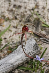 Caladenia reticulata
