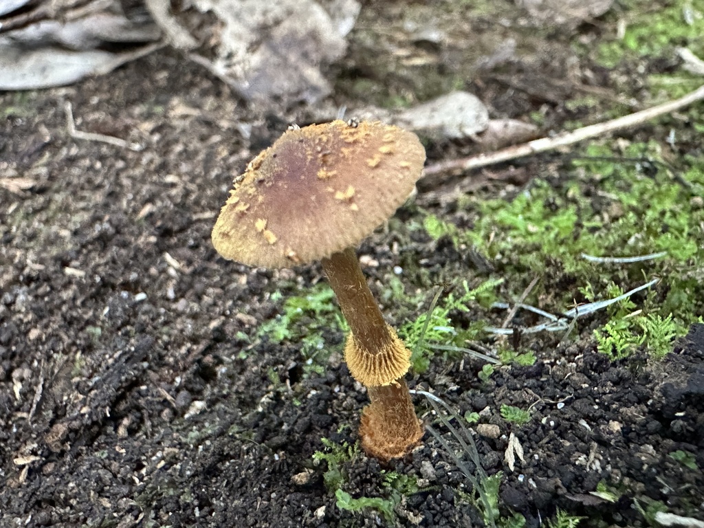Descolea recedens