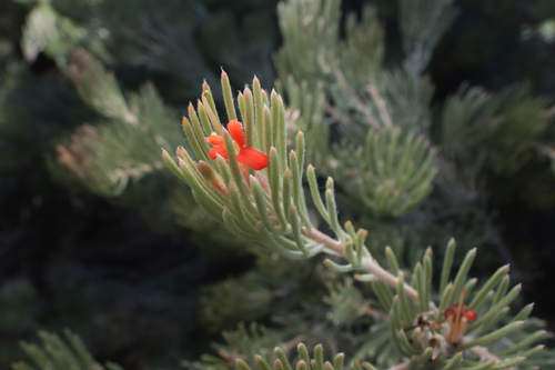 Adenanthos sericeus (Adenanthos sericeus)