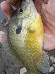 Lepomis auritus × macrochirus