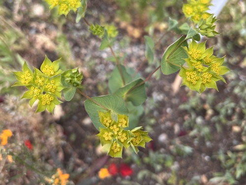 Bupleurum rotundifolium iNat (1)