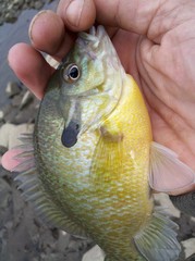 Lepomis auritus × macrochirus