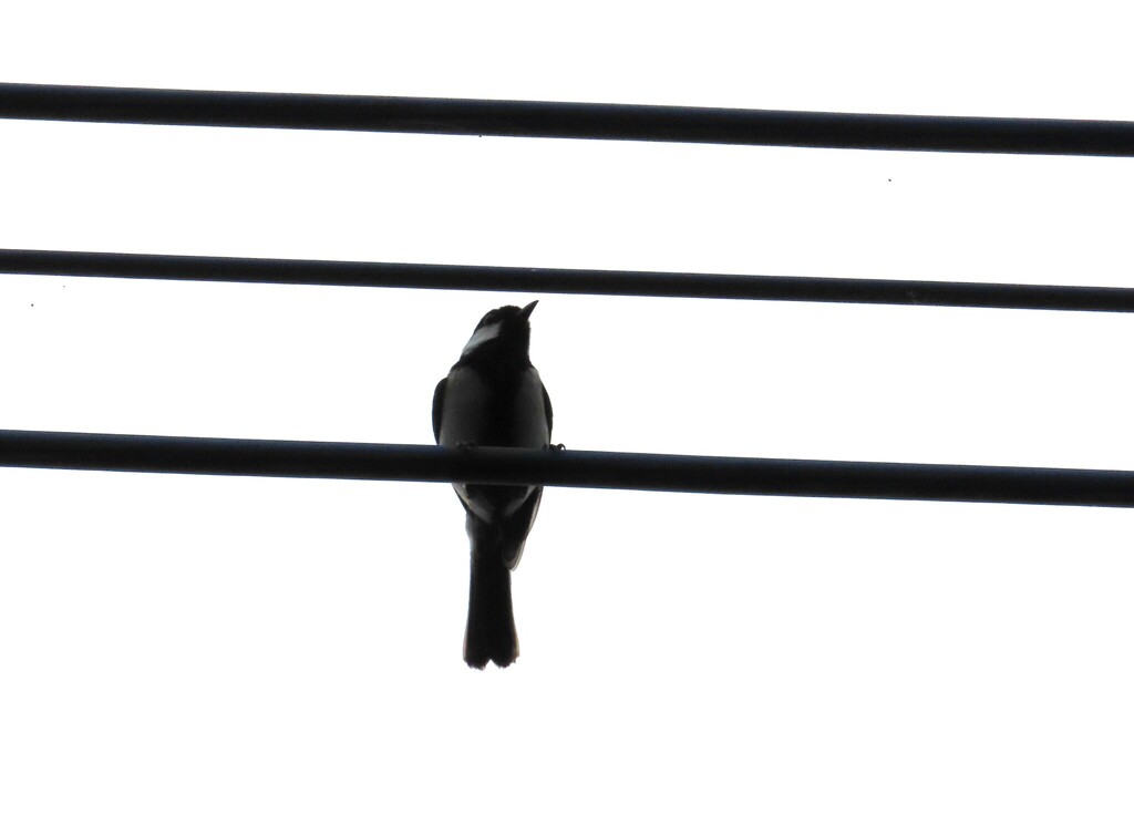 Cinereous Tit