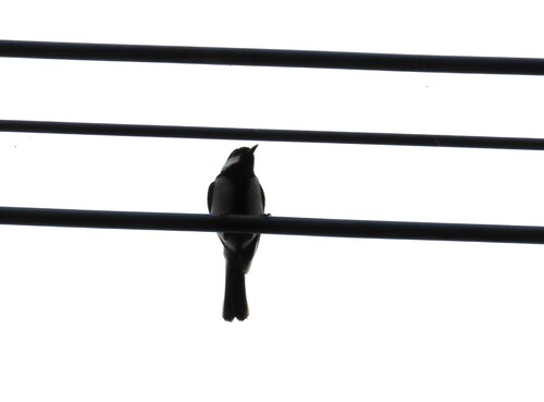 Cinereous Tit
