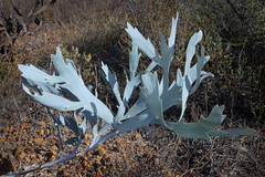 Daviesia epiphyllum