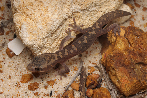 South Coast Gecko