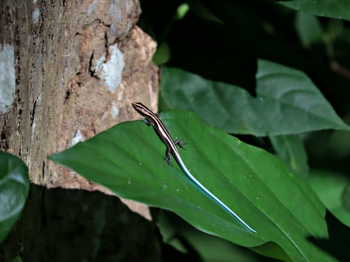 Emoia caeruleocauda