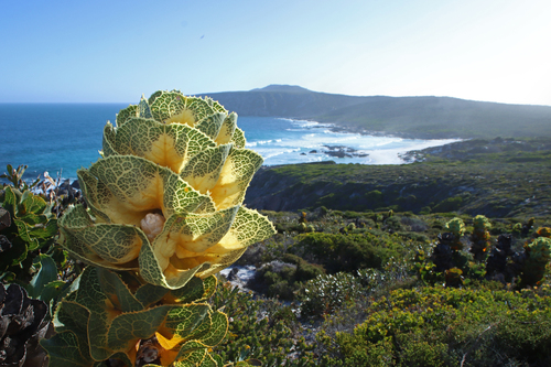 How to identify Hakea victoria Drumm.