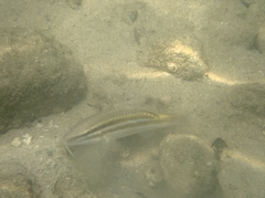 Parupeneus biaculeatus