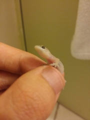 Hemidactylus turcicus