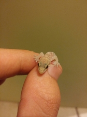 Hemidactylus turcicus