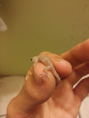 Hemidactylus turcicus