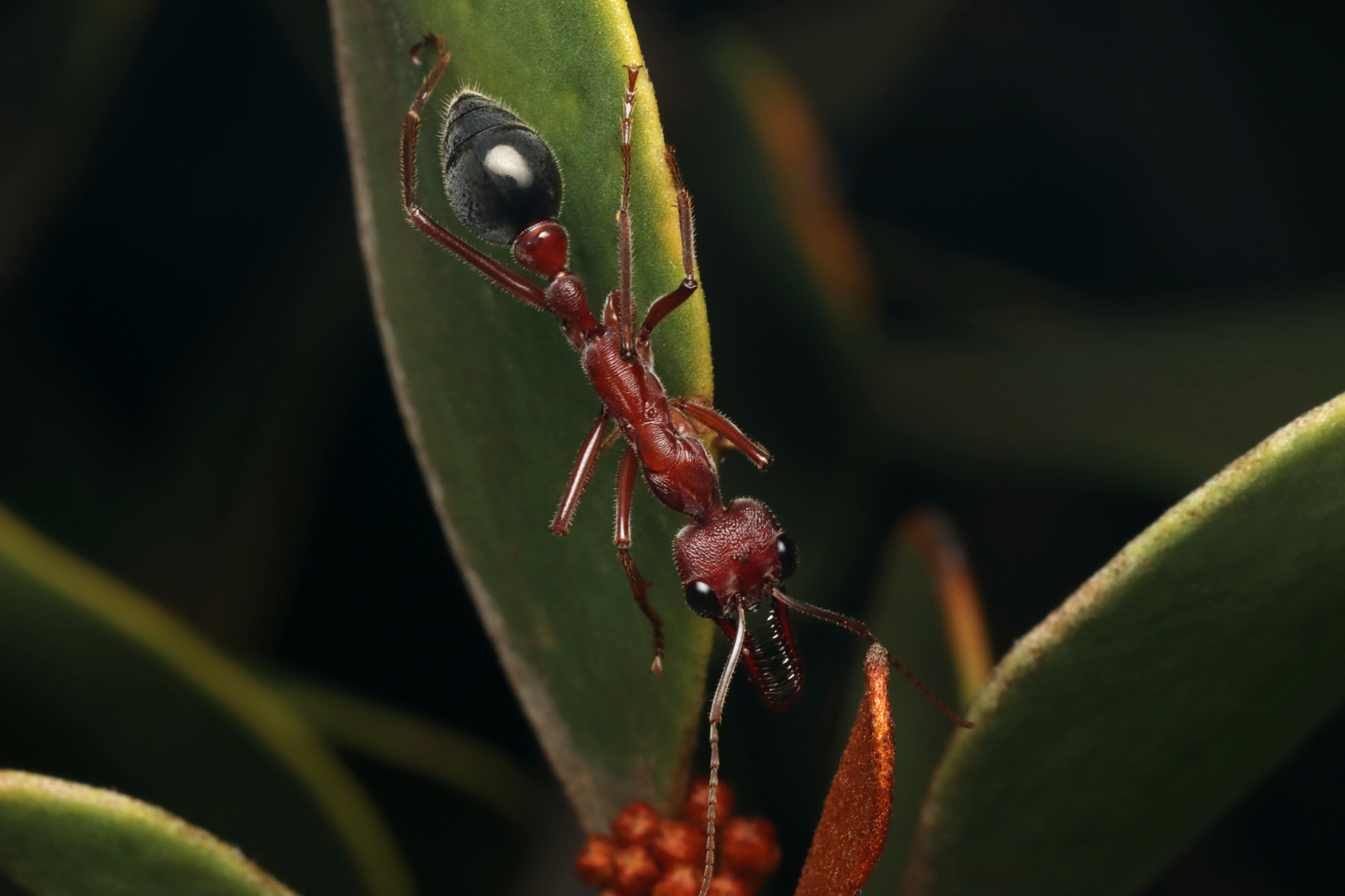 Myrmecia erecta
