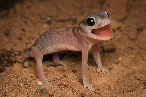 Stellate Knob-tail, Nephrurus stellatus