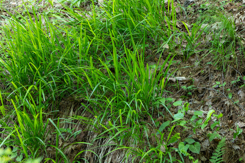 Moliniopsis japonica iNat (2)