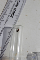 Isthmocoris imperialis