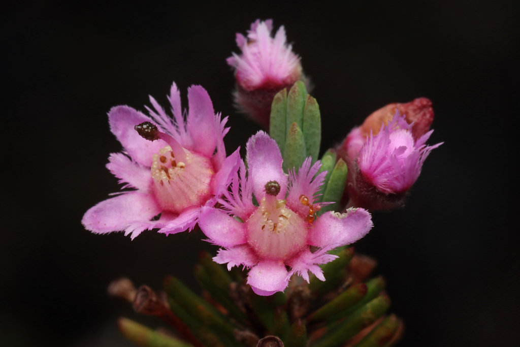 Plumed Featherflower