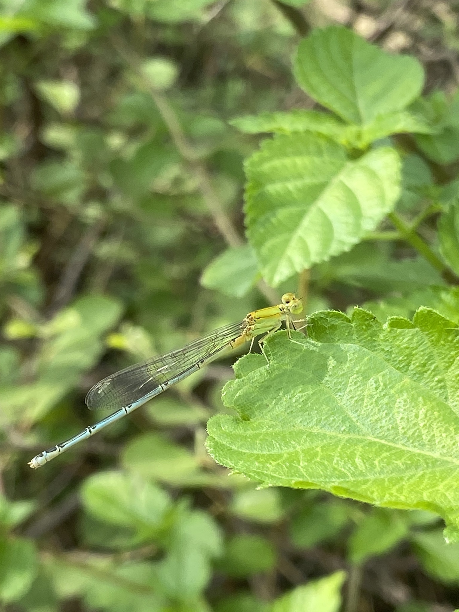 Three-Lined Sprite