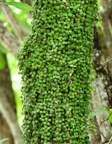 Dischidia ruscifolia iNat (3)