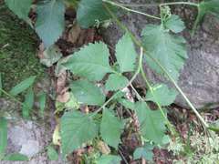 Spuriopimpinella brachycarpa