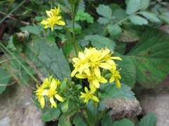 Solidago virgaurea asiatica