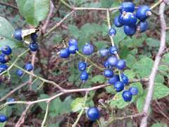 Symplocos sawafutagi