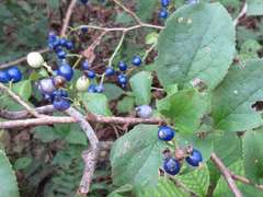 Symplocos sawafutagi