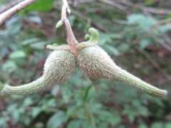 Corylus sieboldiana