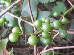 Vitis coignetiae