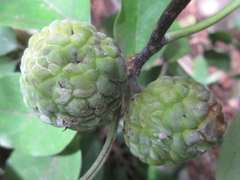 Maclura tricuspidata