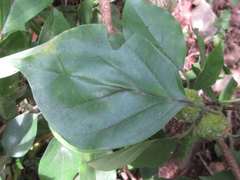 Maclura tricuspidata