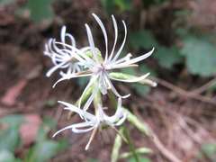 Ainsliaea acerifolia