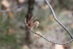 Chlorochroa pinicola
