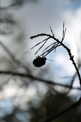 Chlorochroa pinicola