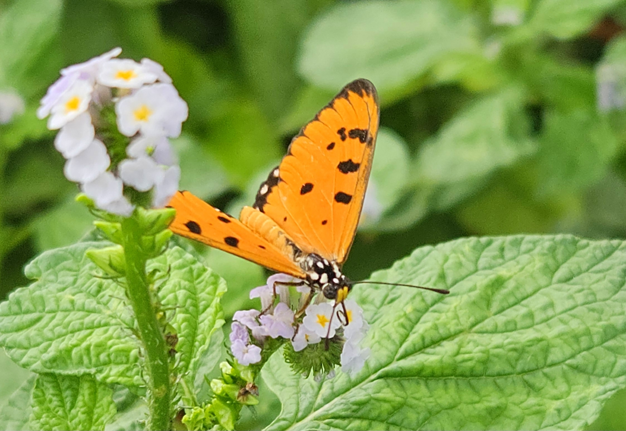 Tawny Coster