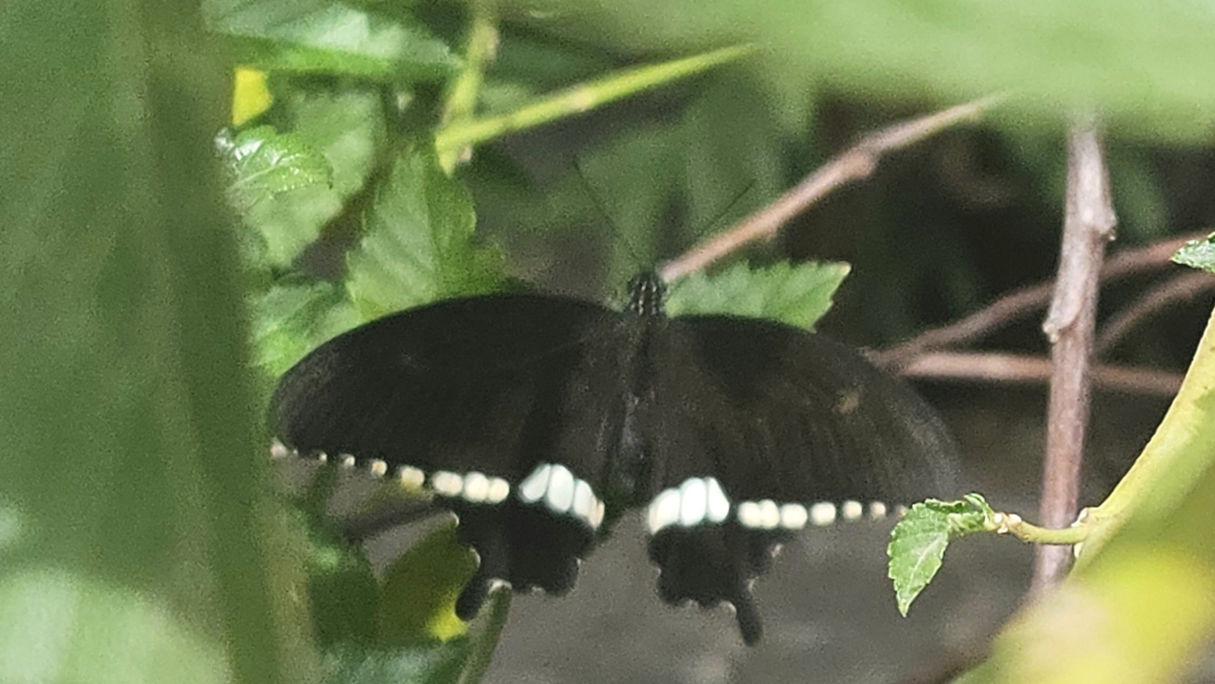 Common Mormon