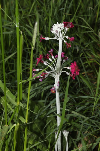 Red Cowslip (Primula pulverulenta)