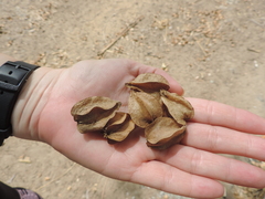 Cordia glazioviana