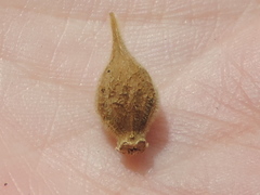 Cordia glazioviana
