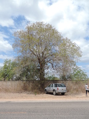 Cordia glazioviana