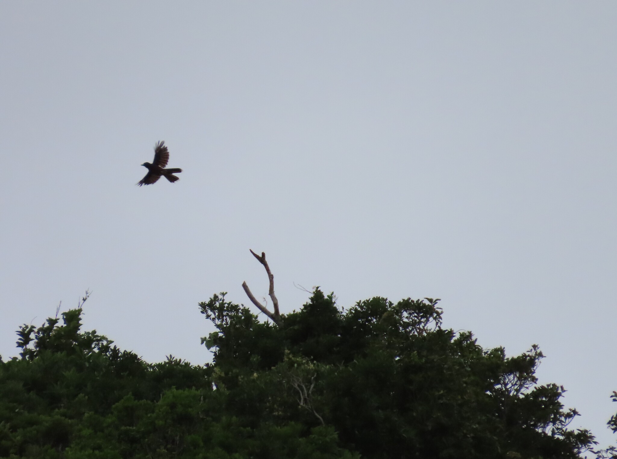 Lidth's Jay (Garrulus lidthi), photo 3