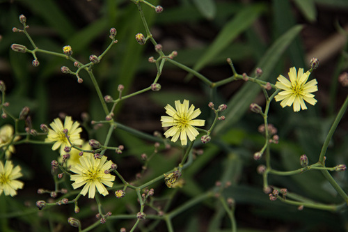 Launaea cornuta