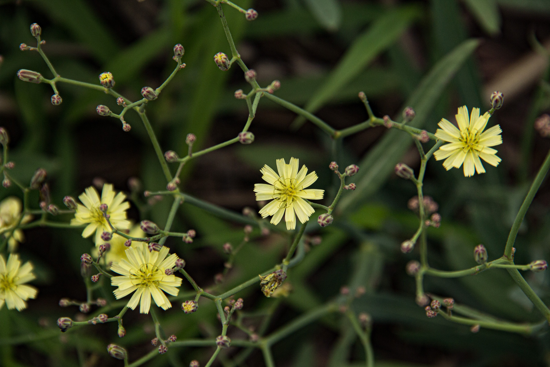 Launaea cornuta