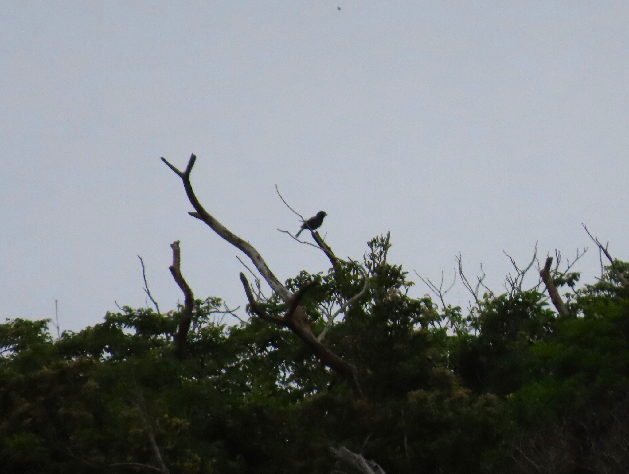 Lidth's Jay (Garrulus lidthi), photo 4
